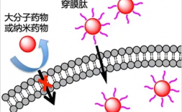 穿膜肽的结构特点与分类